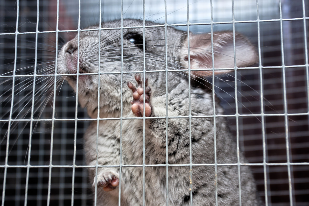California prohibe los abrigos de pieles y los circos con animales
