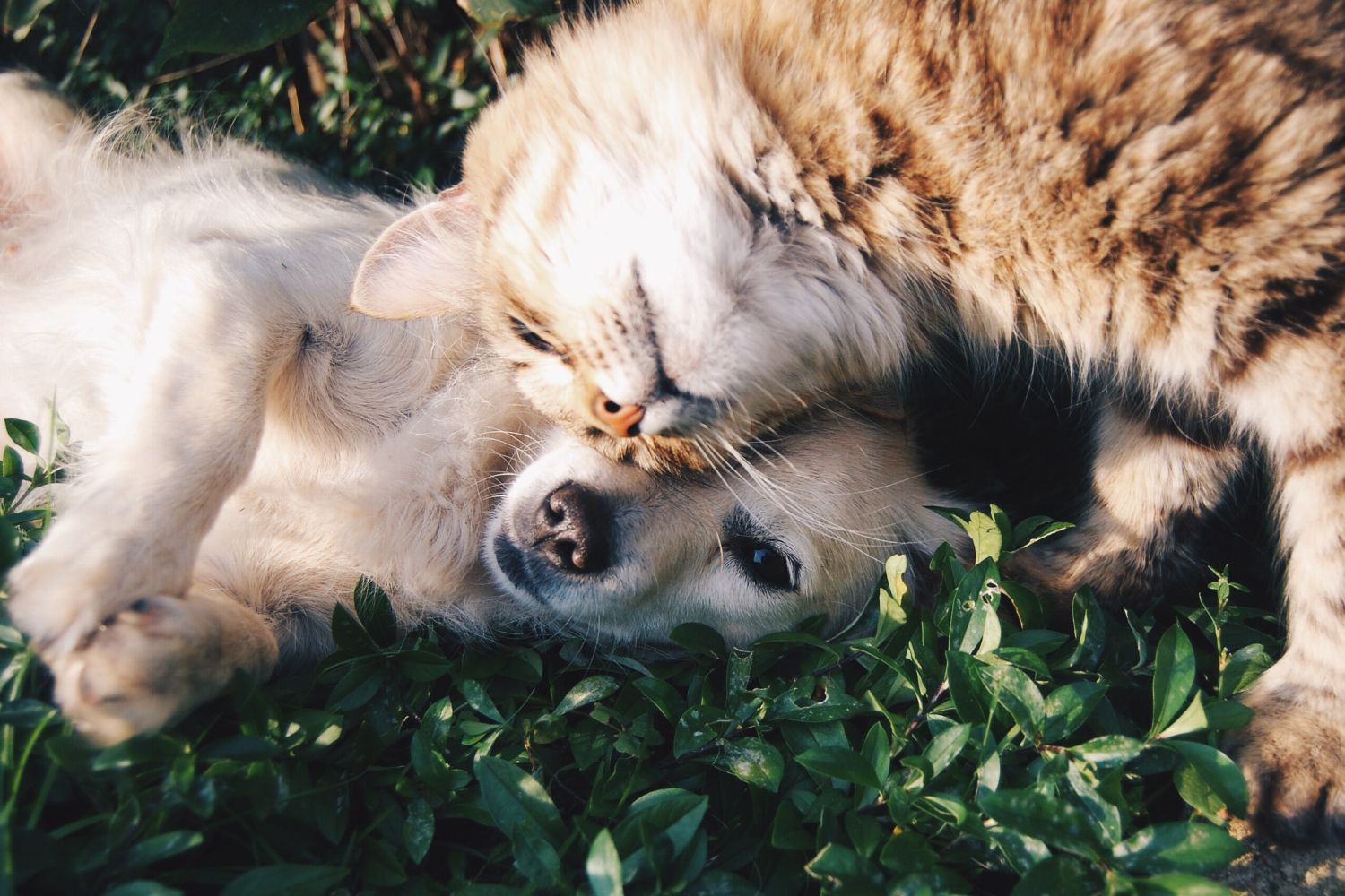 Congreso aprueba la primera ley estatal de protección animal de España