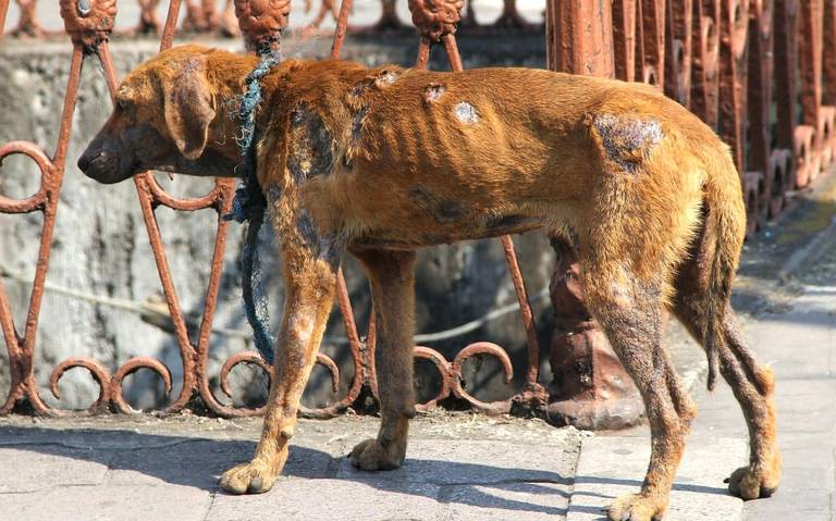 ¡Por fin el maltrato animal en Tlaxcala es delito! 