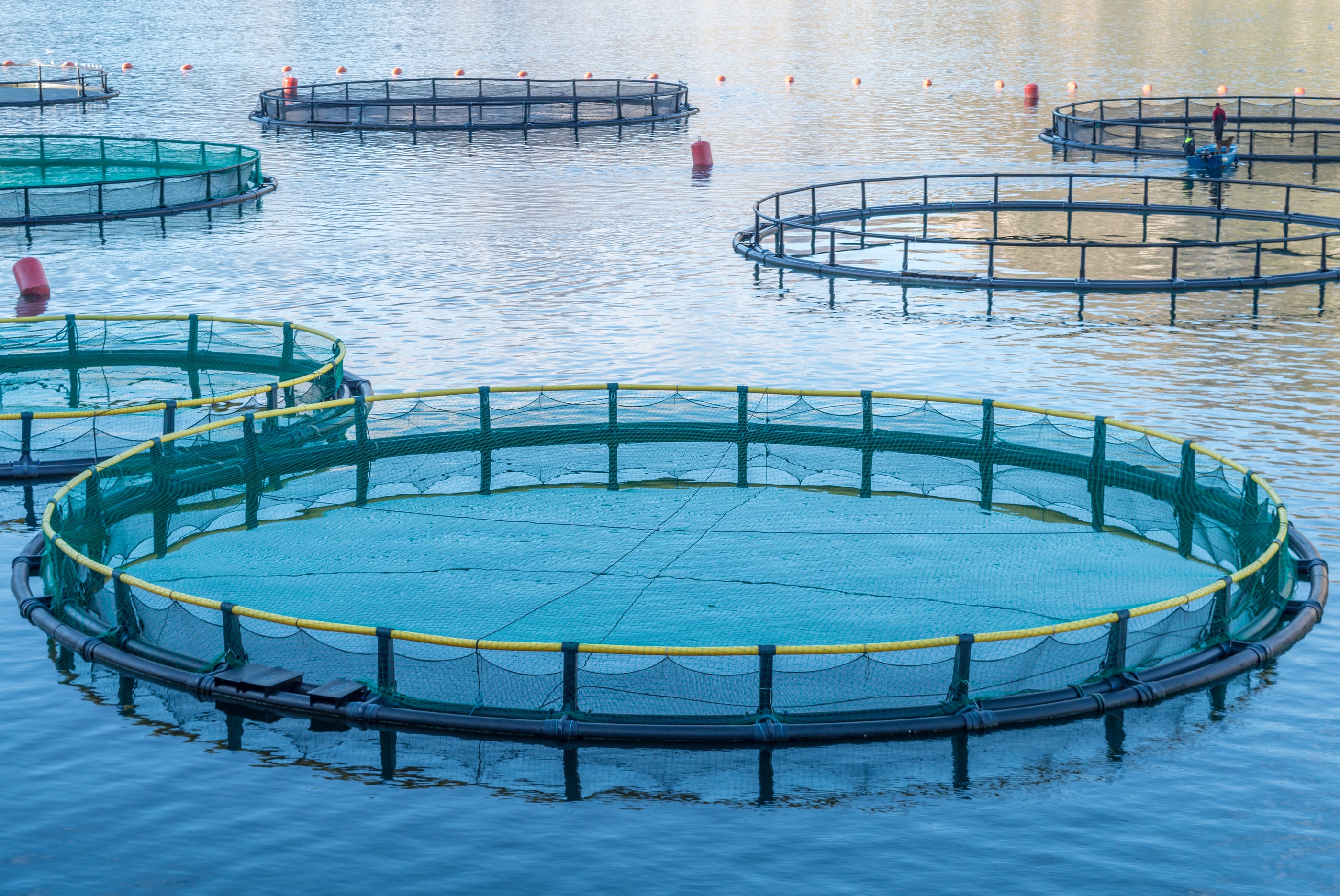 Investigación encuentra que la acuicultura no ayuda a conservar las pesquerías silvestres