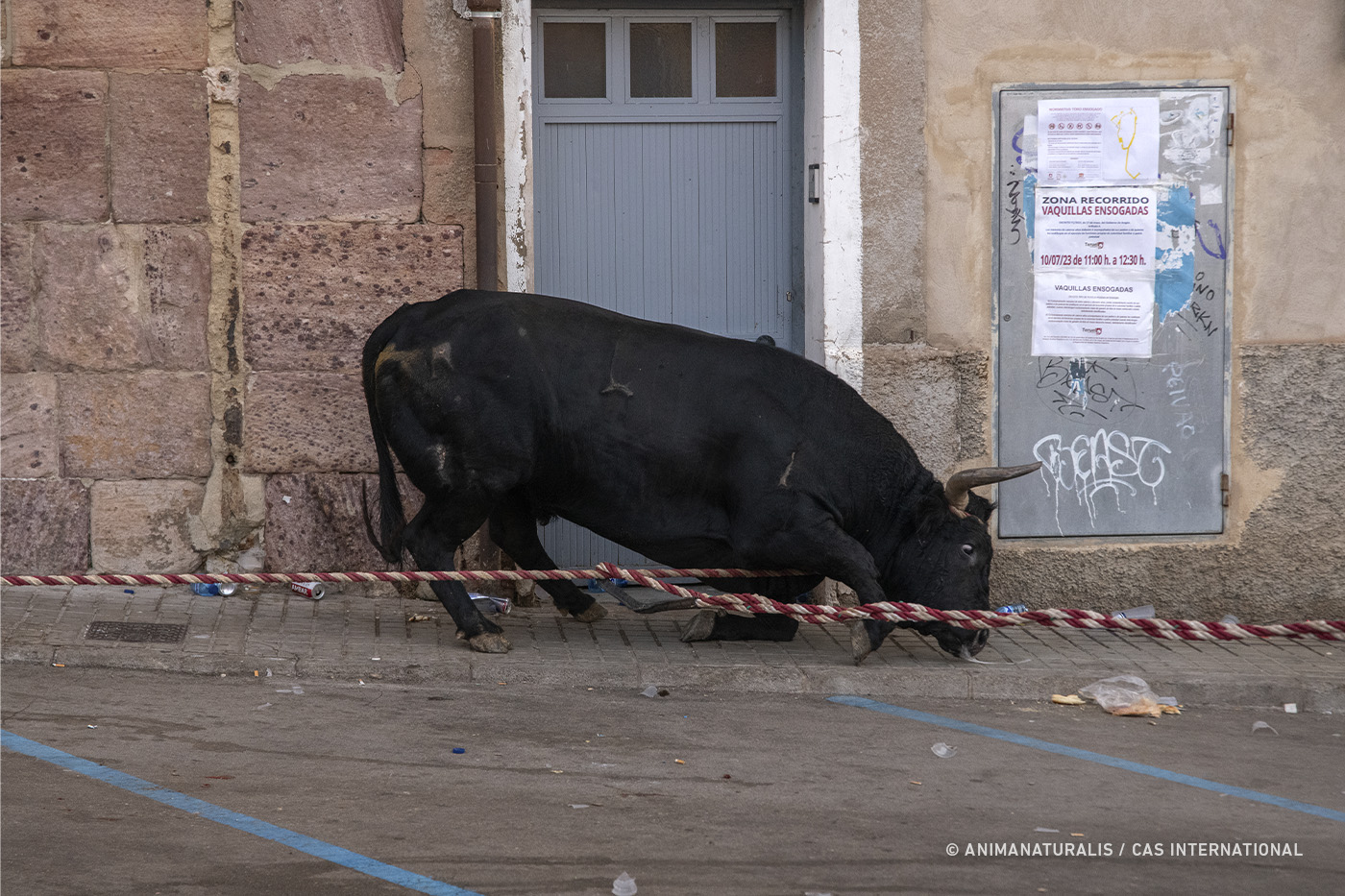 We document the anguish of 12 bulls roped in the Teruel traditions