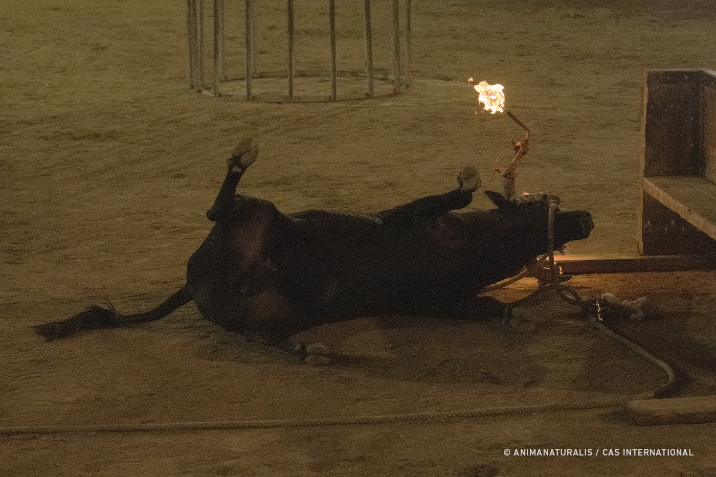 Un toro se desploma en Morella y los aficionados tratan de censurar su grabación