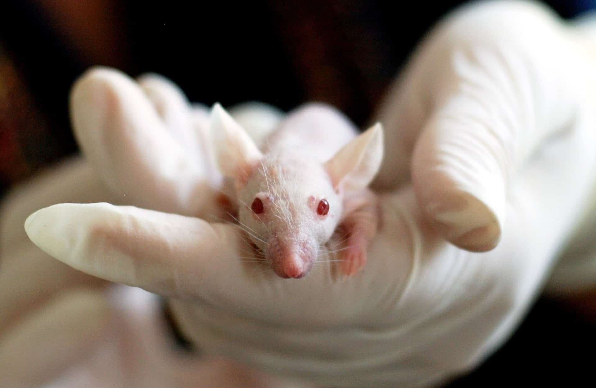 La Comisión Europea respalda la eliminación gradual del uso de animales en experimentos y pruebas químicas