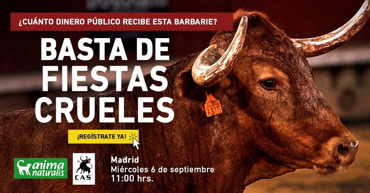 Únete a nuestra lucha contra las fiestas crueles en Madrid: ¡Te necesitamos!