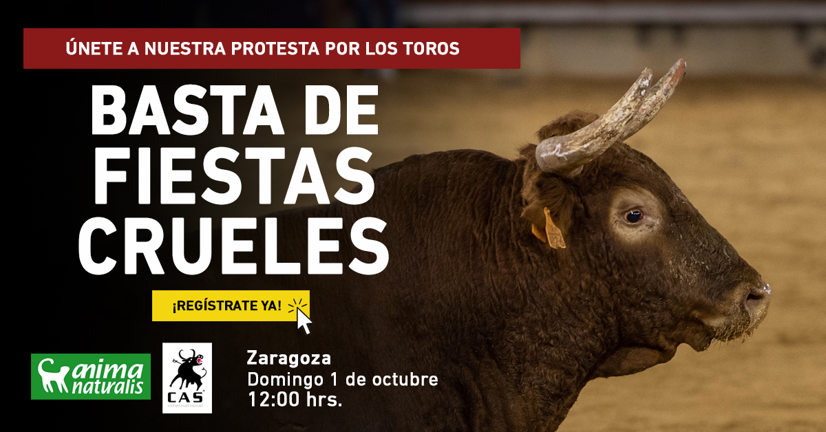 Únete a nuestra lucha contra las fiestas crueles en Zaragoza: ¡Te necesitamos!