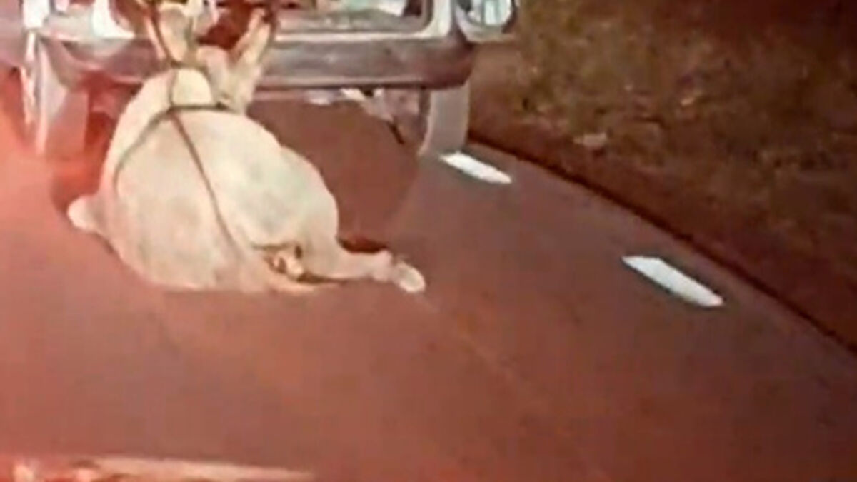 AnimaNaturalis se persona en el caso del burro arrastrado con una furgoneta	
