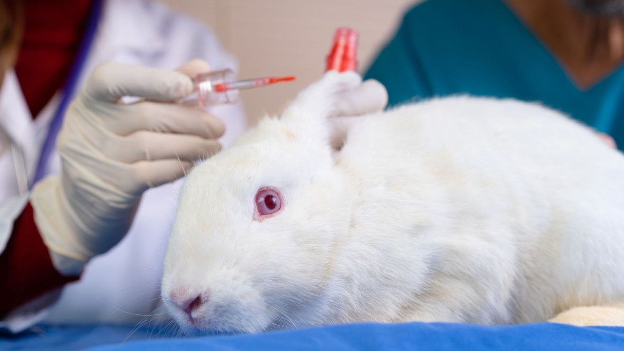 ¡Histórico! Chile prohíbe el testeo en animales para fines cosméticos
