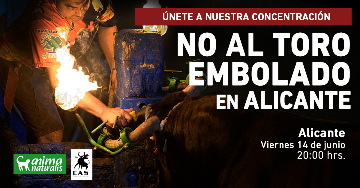 ¡Concentración contra El toro embolado en Alicante!