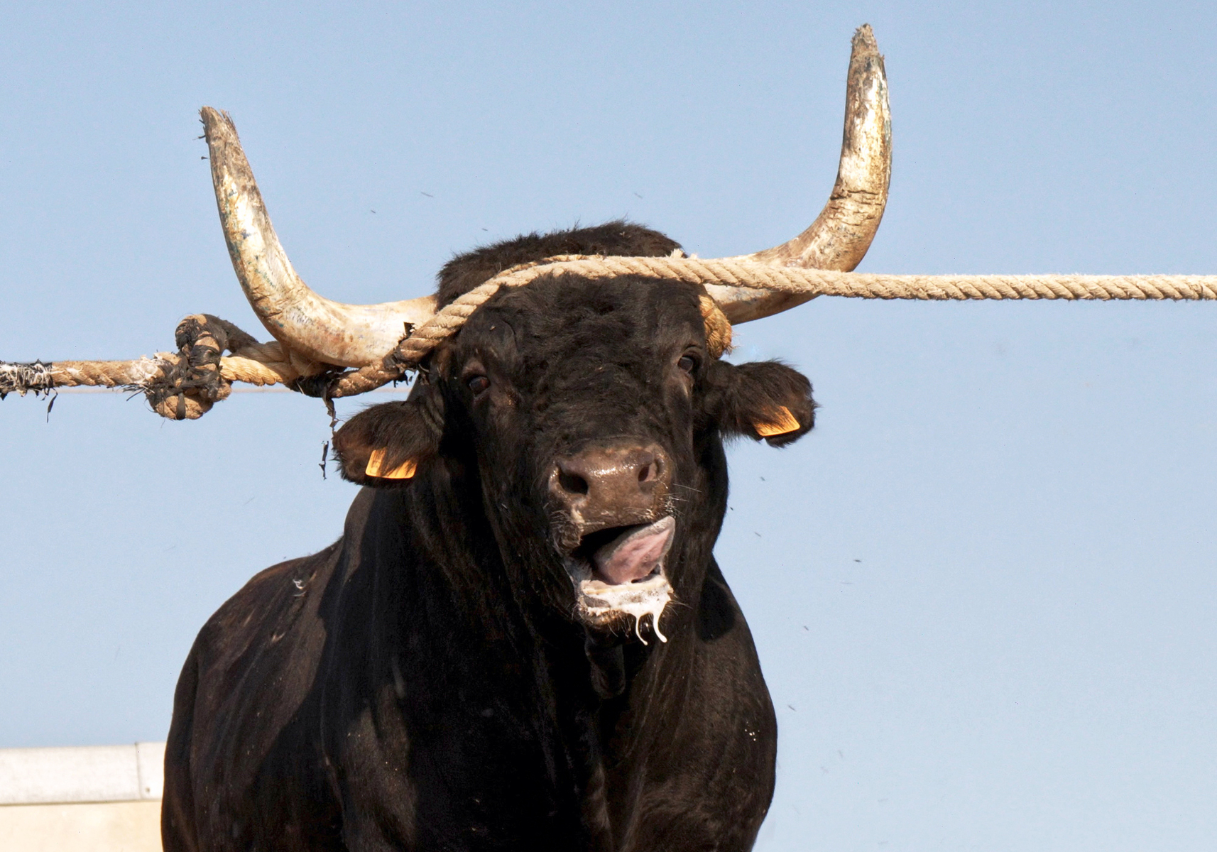AnimaNaturalis denuncia al Ayuntamiento de la Ràpita por celebrar espectáculos con toros fuera de las fechas legalmente autorizadas