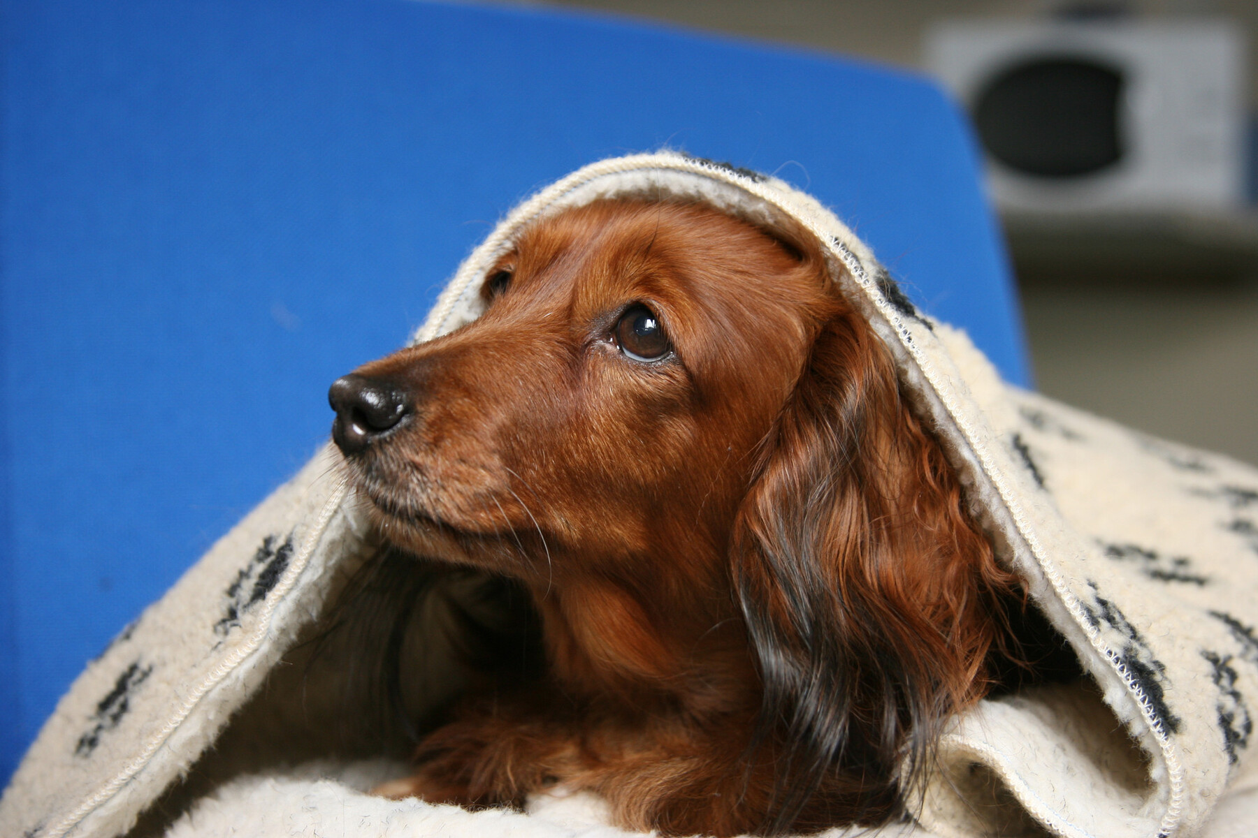 Por qué la pirotecnia es una tortura para perros, gatos y animales salvajes
