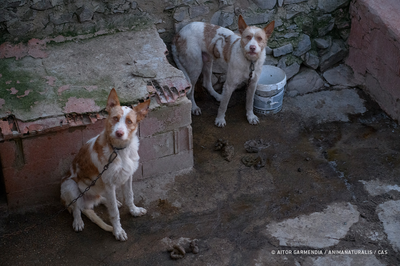 España abandona a los perros de caza en el laberinto normativo que debía protegerlos