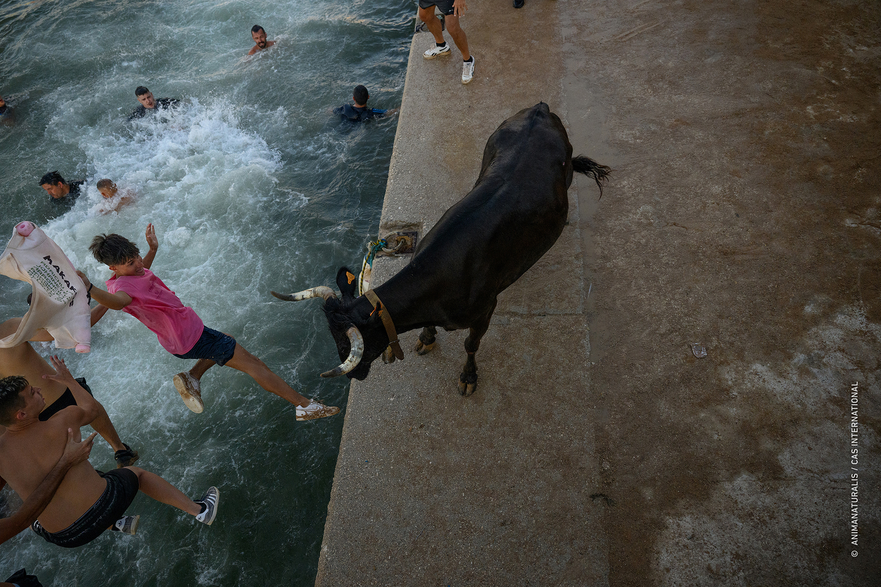 Documentamos una vez más la crueldad de los bous a la mar en Dénia