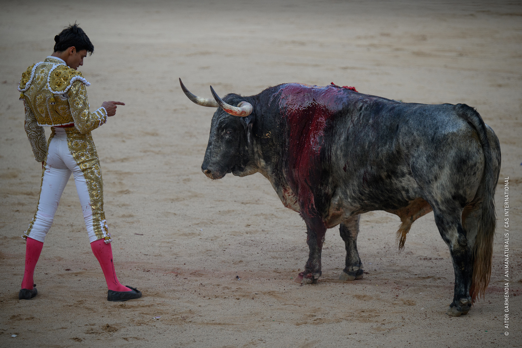 They run in the morning and die that same afternoon in San Fermín