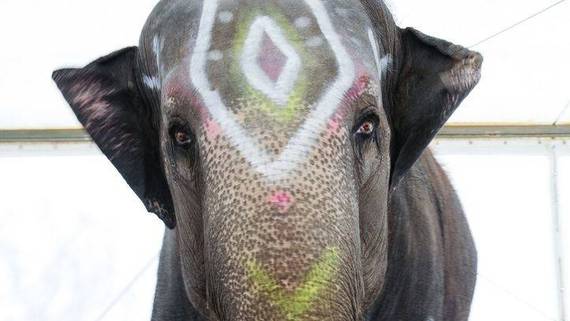 El Ayuntamiento de Madrid estudia prohibir los circos con animales