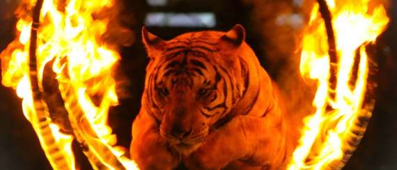 En Madrid no habrá más circos con animales salvajes desde abril