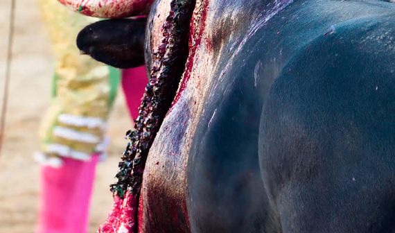 AnimaNaturalis exposes the cruelty of bullfighting