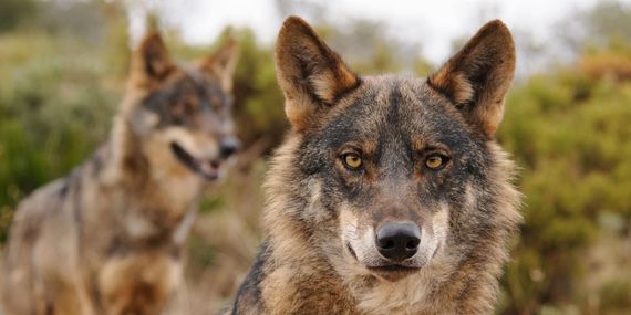 ¡España prohibirá la caza del lobo!