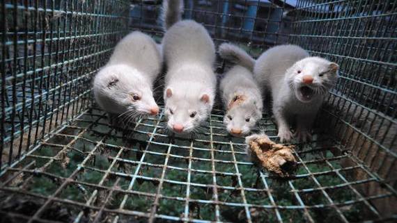 ¡Acción en Alicante para exigir el cierre de las granjas peleteras!