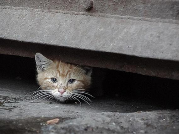 Colonia de gatos en peligro a causa de la pirotecnia. ¡Actúa ahora!