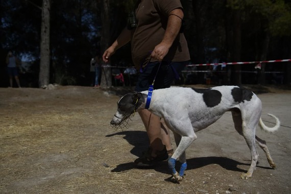 This is how greyhound racing are in Spain