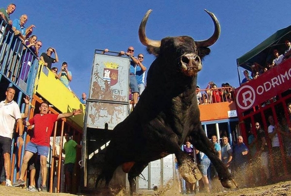 La Generalitat Valenciana deja sin presupuesto a los "bous al carrer"