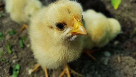 Francia prohíbe que se trituren los pollitos macho vivos, considerados residuos por el sector