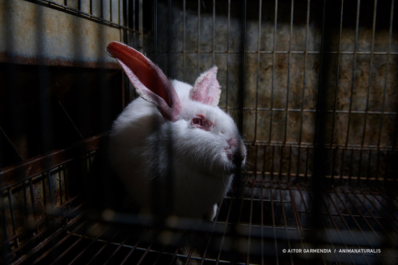This is the reality of rabbit farms in Spain