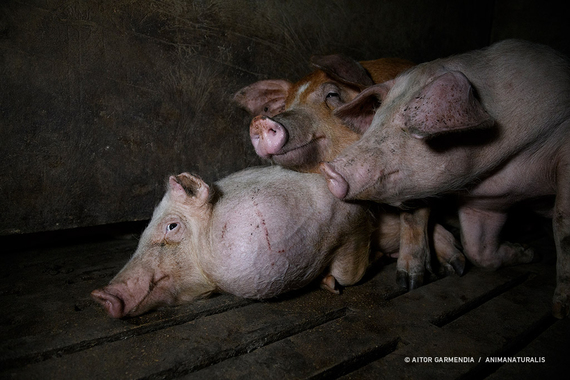 Granjas de engorde de cerdos en la ganadería industrial