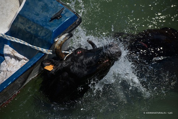 AnimaNaturalis desvela la brutalidad de los 'bous a la mar' de Dénia