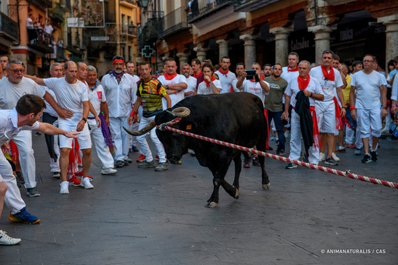 AnimaNaturalis es testigo del acoso a los toros ensogados en Teruel