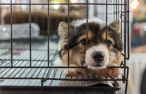 New York bans the sale of dogs, cats and rabbits in stores