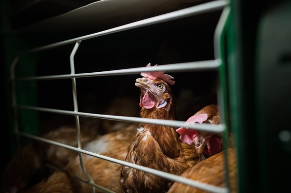 Madrid acoge una cumbre europea contra las gallinas enjauladas
