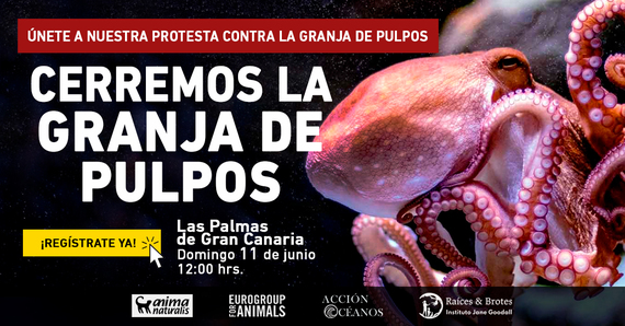 ¡Continúan las protestas contra la granja de pulpos en Las Palmas de Gran Canaria!