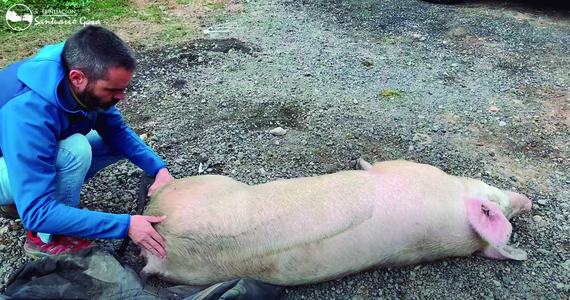 Llevamos a juicio a una granja de cerdos por presunto delito de maltrato animal