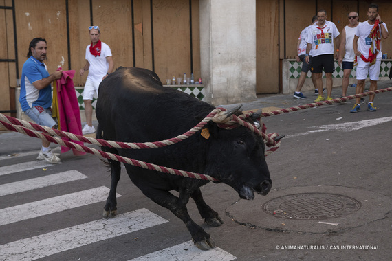 El Colegio de Veterinarios de Barcelona se posiciona en contra de los 'correbous'