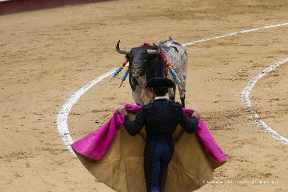 We documented the inaugural novillada of Las Fallas in València.