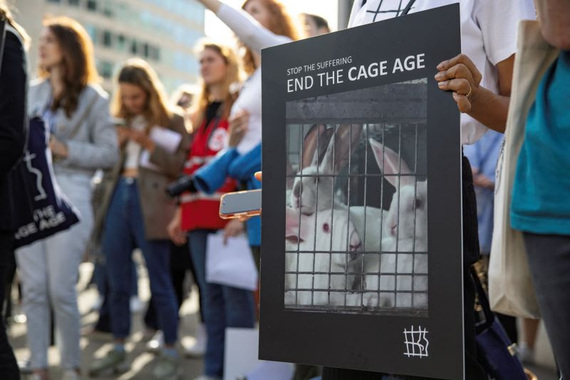 Decisión de la Comisión de no prohibir las jaulas llega al Tribunal de Justicia