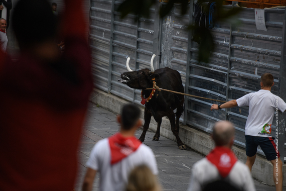 AnimaNaturalis Presenta Alegaciones al Proyecto de Decreto sobre Espectáculos Taurinos en Madrid