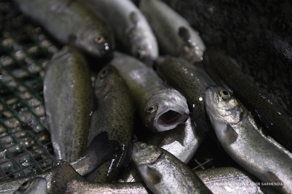 Study estimates that over 171 billion fish are slaughtered every year in fish farms
