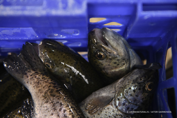 9 Out of 10 europeans demand end to suffering of fish in aquaculture farms
