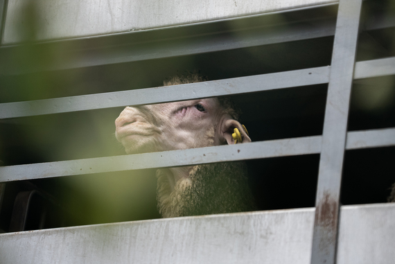 Enviar esta carta puede evitar el sufrimiento a millones de animales transportados vivos desde la Unión Europea