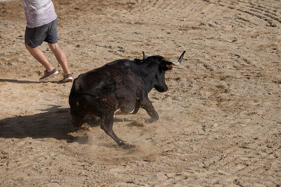 AnimaNaturalis interpone cinco denuncias por los 'correbous' de la Ermita de L'Aldea