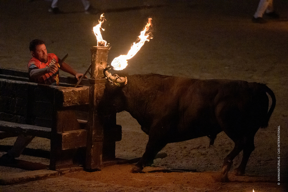 More than 2,500 bulls are turned into living torches in Spanish traditions every year