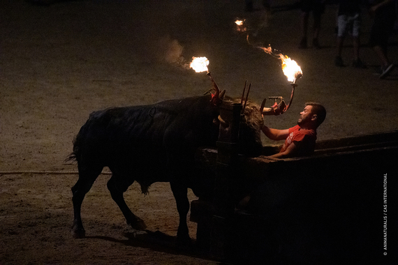 Así sufren más de 2.500 toros embolados en los pueblos de España Así sufren más de 2.500 toros embolados en los pueblos de España