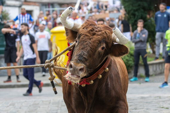 AnimaNaturalis reports 'sokamuturra' event after heifer falls into the sea