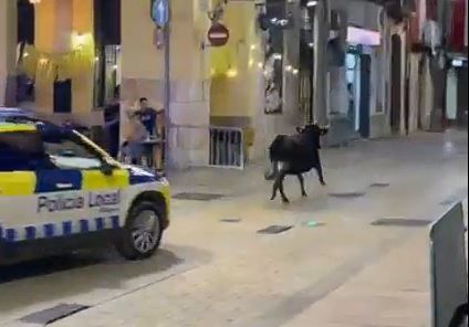 AnimaNaturalis denuncia la fuga de una vaca durante los correbous de Ulldecona AnimaNaturalis denuncia la fuga de una vaca durante los correbous de Ulldecona