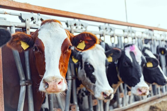 La industria cárnica es el principal motor de la pérdida de biodiversidad