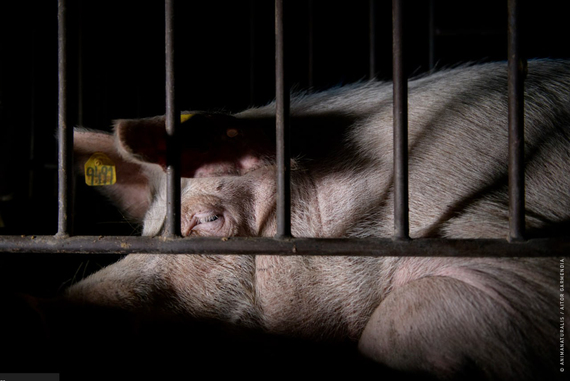 The European Commission plans to betray 1.4 million citizens by abandoning the cage ban