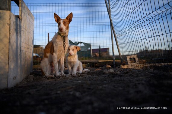 AnimaNaturalis solicita que los perros de caza se Incluyan en el próximo Real Decreto de Núcleos Zoológicos