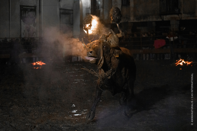 We expose the ordeal of the Toro Jubilo in Medinaceli amidst health crisis, protests, and ongoing legal battles